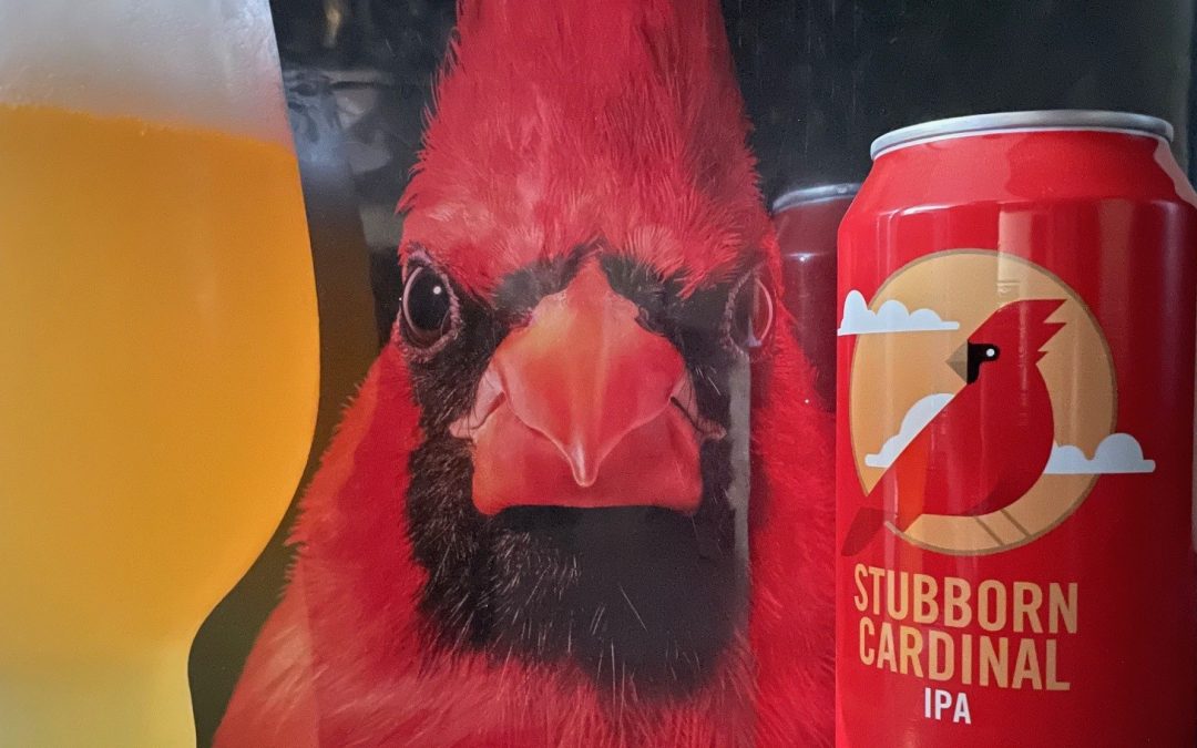 This Stubborn Cardinal Had Me Seeing Red